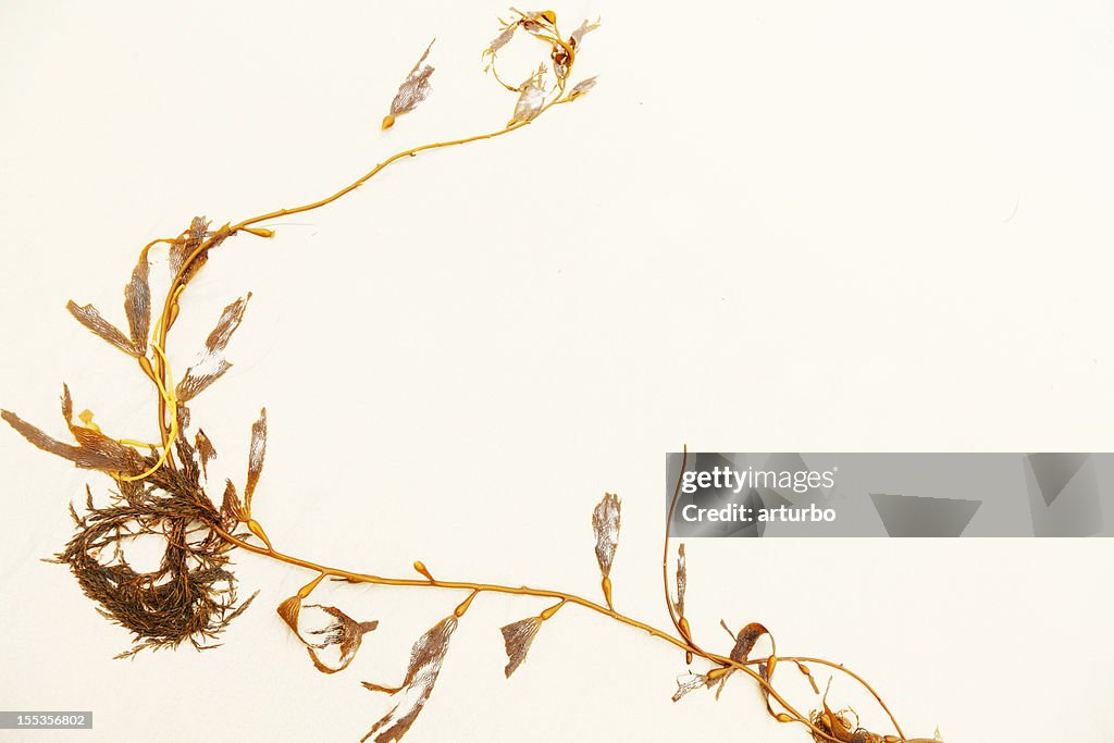 Sea weed on wet pacific ocean sand surface