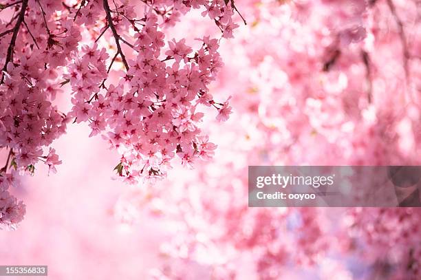 pink cherry blossoms - bloesem stockfoto's en -beelden