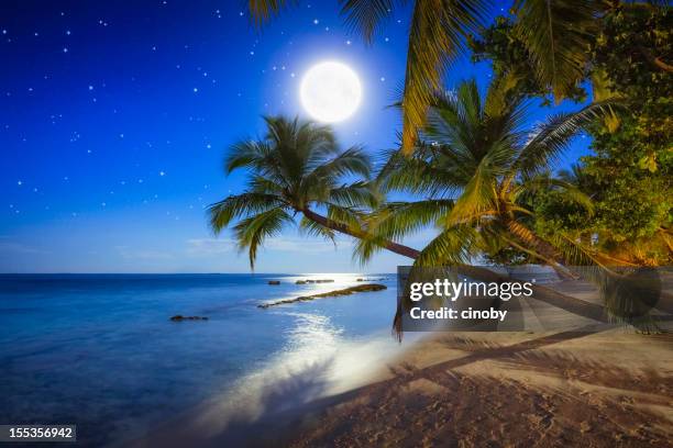 tropische vollmond nacht - mondlicht stock-fotos und bilder