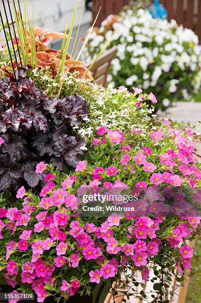 colorful pots of flowers in backyard - lobelia stock pictures, royalty-free photos & images