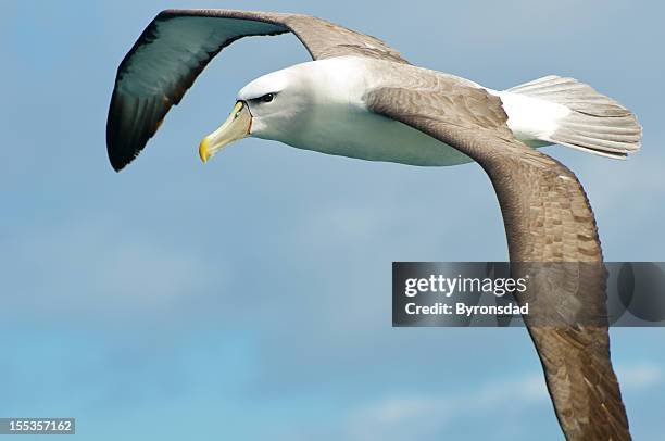 shy albatross - albatross stock pictures, royalty-free photos & images