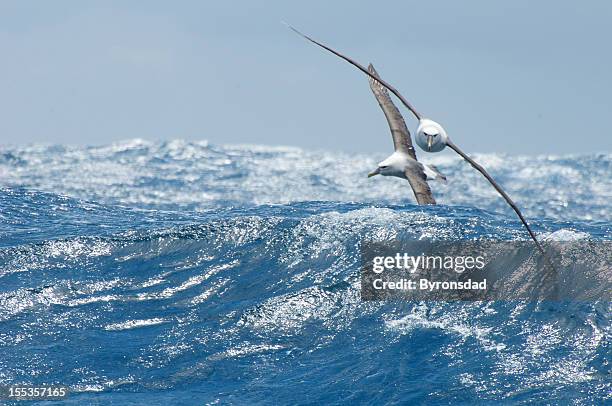 shy  and black browed albatross over waves - albatross stock pictures, royalty-free photos & images