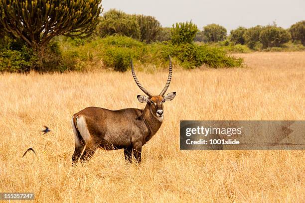 male waterbuck: hairy neck kob - waterbuck stock pictures, royalty-free photos & images