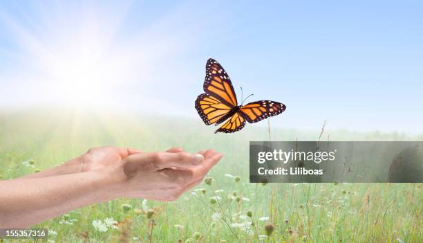 hands releasing a monarch butterfly - monarch butterfly stock pictures, royalty-free photos & images