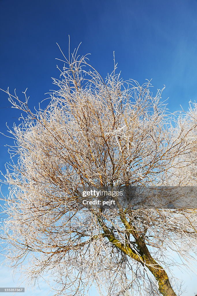 Árvore com hoar frost no céu azul
