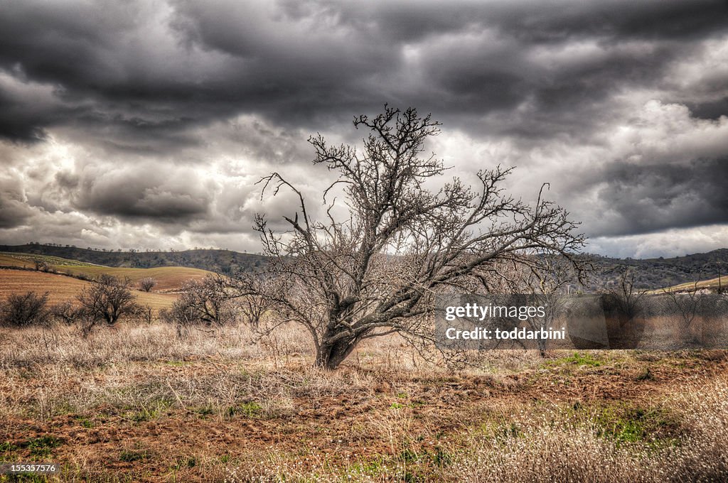 Bare Tree on a Stormy Day (HDR)