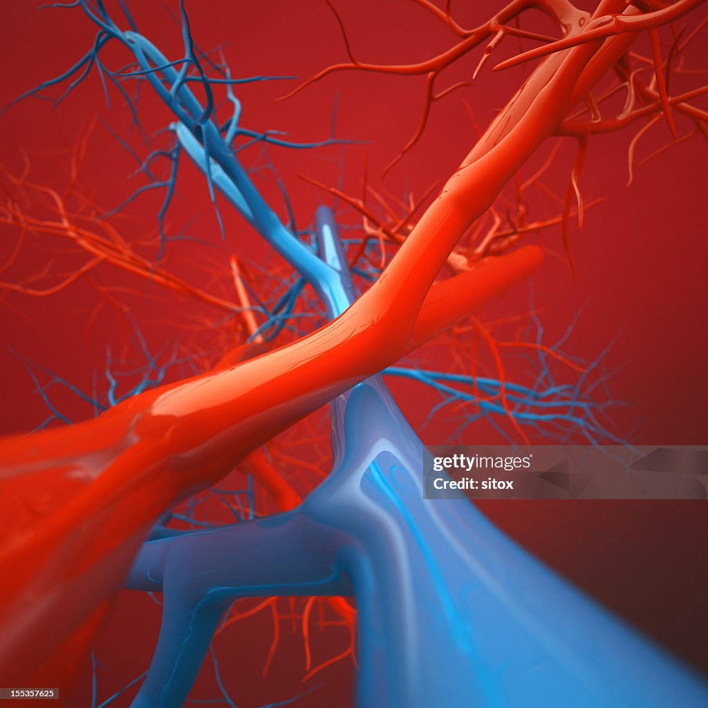 Venen und Arterien