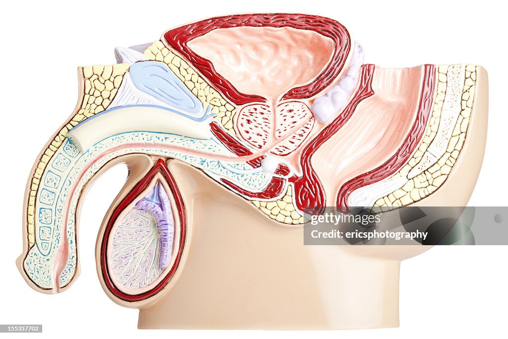 Male pelvis on white background