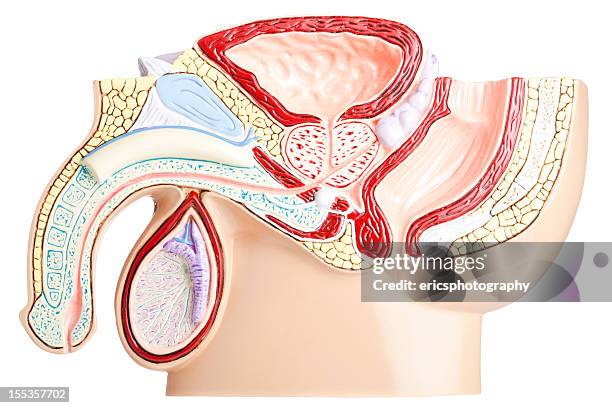male pelvis on white background - ureter stock pictures, royalty-free photos & images