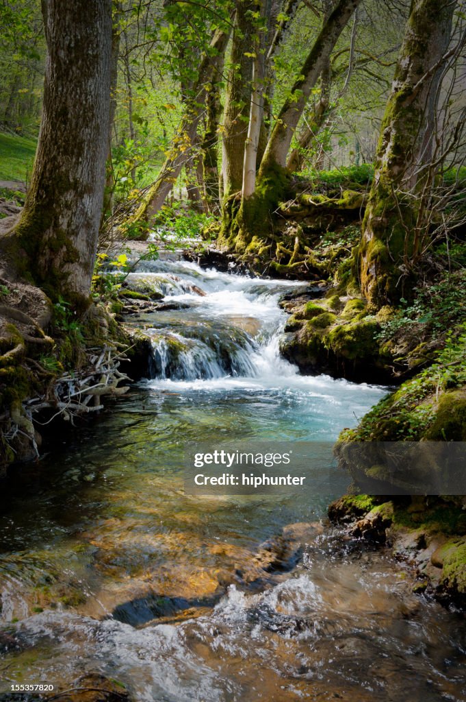 Forest at summertime with creek little cascades lush foliage