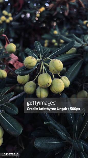 close-up of fruits growing on tree,glendale,california,united states,usa - glendale california stock pictures, royalty-free photos & images