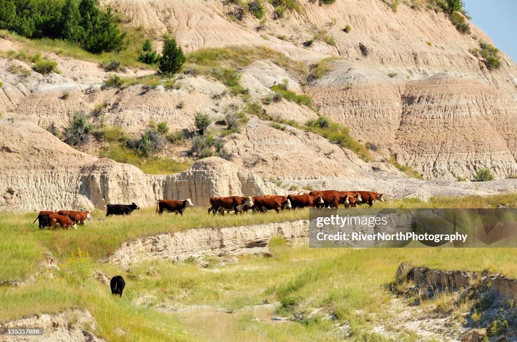 Cattle, South Dakota