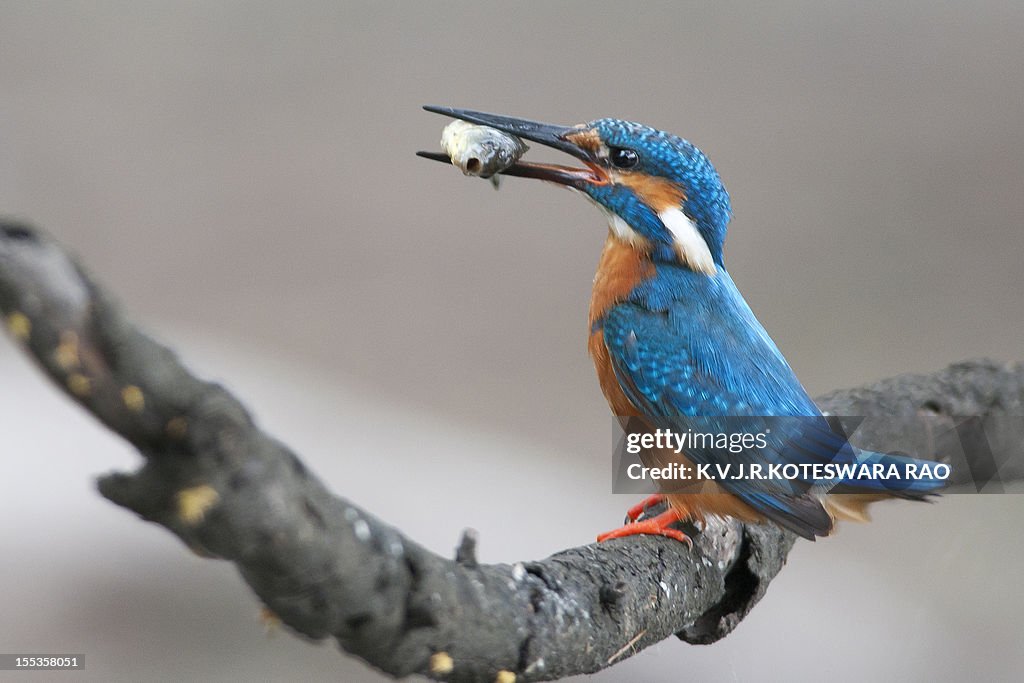 Kingfisher with fish