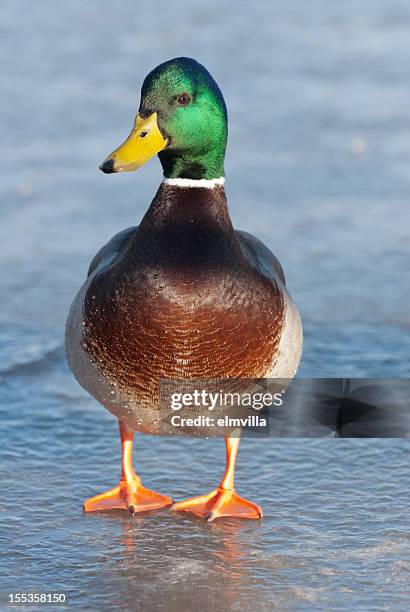 mallard duck walking in ice - zwemvliezen stockfoto's en -beelden