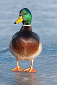 Mallard Duck walking in ice