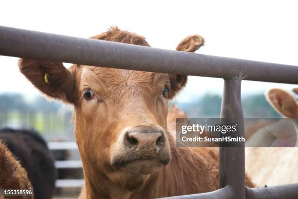 handsome steer - alberta farm scene stockfoto's en -beelden