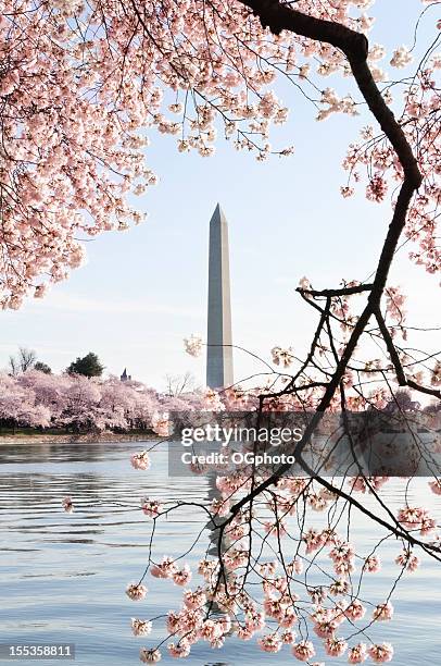 washington dc cherry blossoms and monument - washington dc cherry blossoms stock pictures, royalty-free photos & images