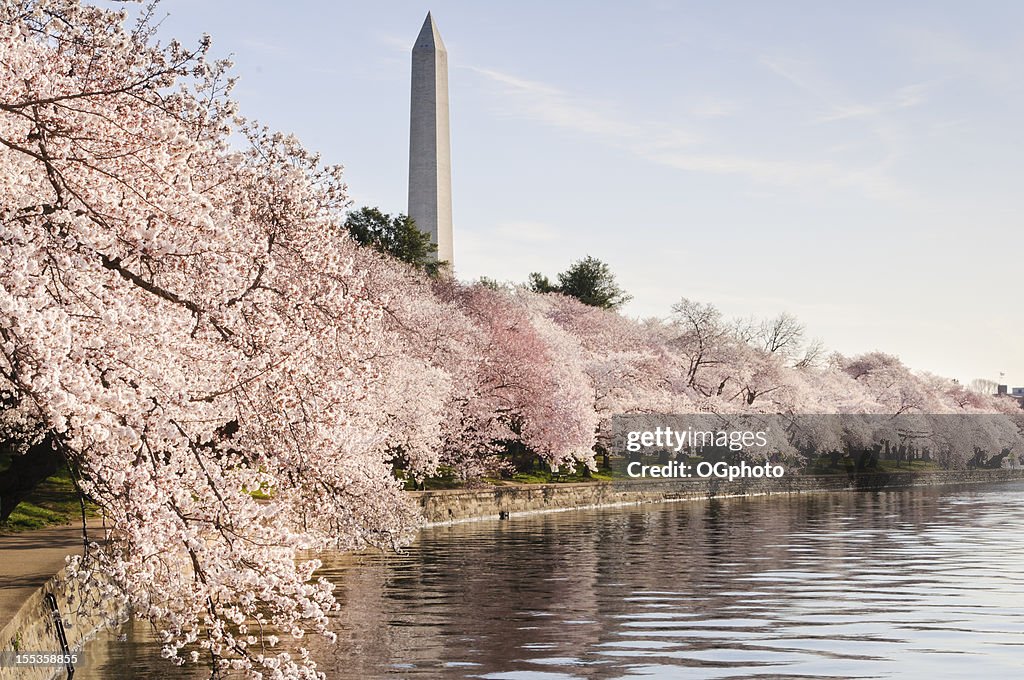 ワシントン D .C .とモニュメントの桜