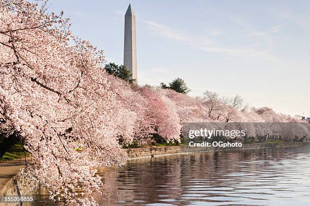 washington dc cherry blossoms and monument - washington monument washington dc stock pictures, royalty-free photos & images