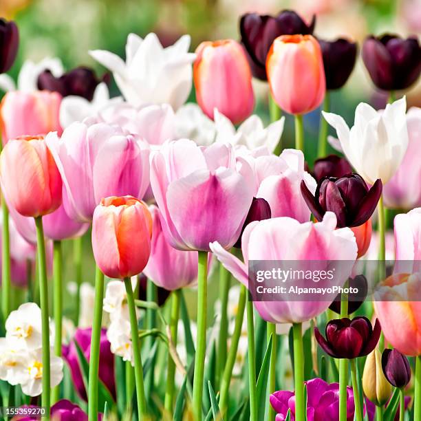 spring garden: tulips, daffodils, muscari flowers - ii - hedonism ii stock pictures, royalty-free photos & images