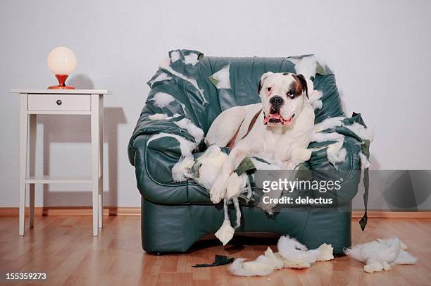dog sitting on chewed up leather chair - destruction stock pictures, royalty-free photos & images