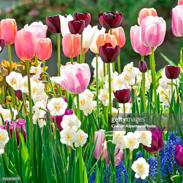 スプリングガーデン：チューリップ、daffodils 、muscari 花-ⅷ - グレープヒヤシンス ストックフォトと画像