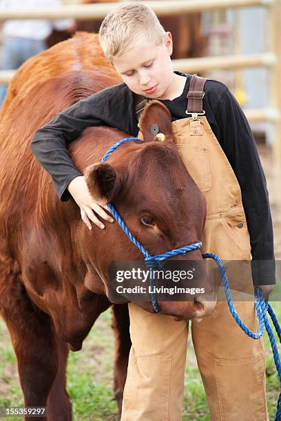 boy with his calf - cow cuddling stock pictures, royalty-free photos & images