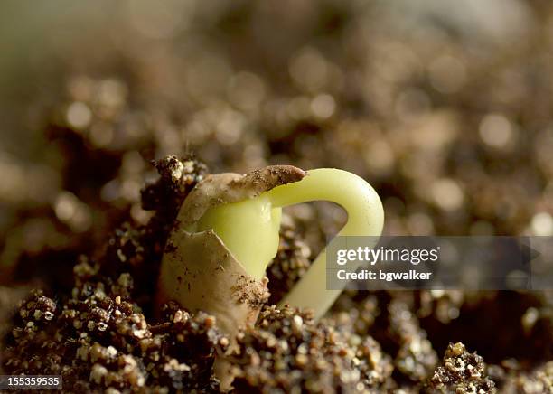 sprout - bean sprout stock pictures, royalty-free photos & images