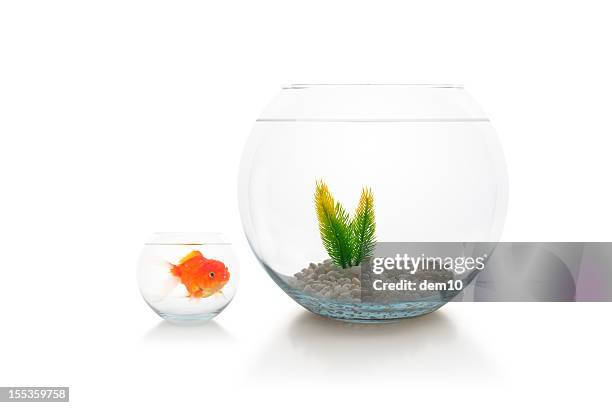 move into a better house - fish bowl stock pictures, royalty-free photos & images