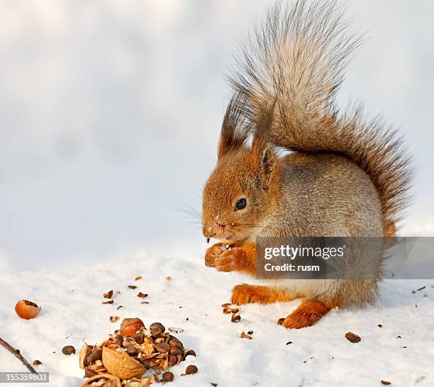 red squirrel on snow - squirrel stockfoto's en -beelden