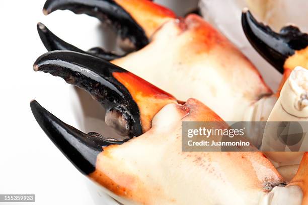 florida stone crab - florida stone crab stockfoto's en -beelden