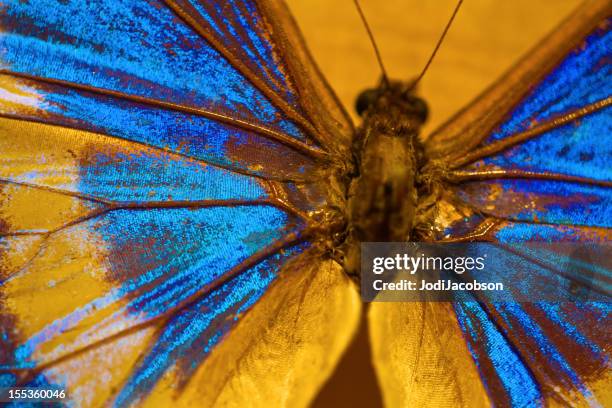 butterfly - morpho butterfly stock pictures, royalty-free photos & images