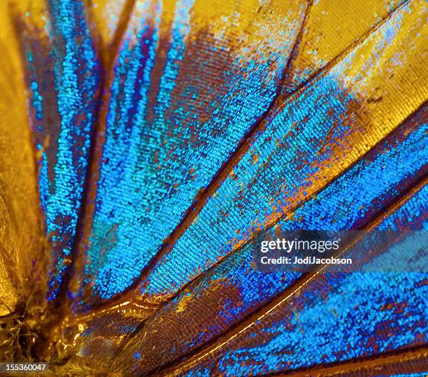 butterfly - butterfly wings stock pictures, royalty-free photos & images