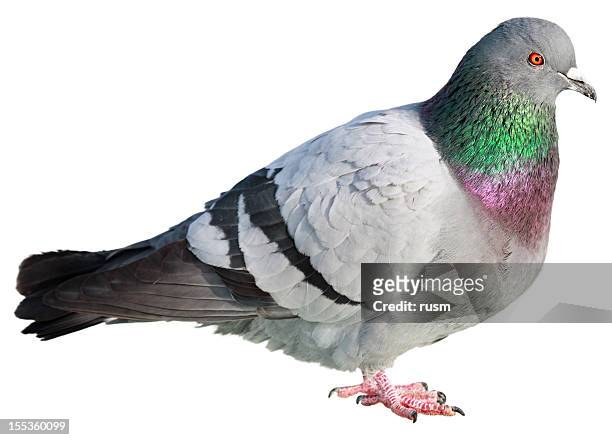 pigeon isolated on white background - white pigeon stock pictures, royalty-free photos & images