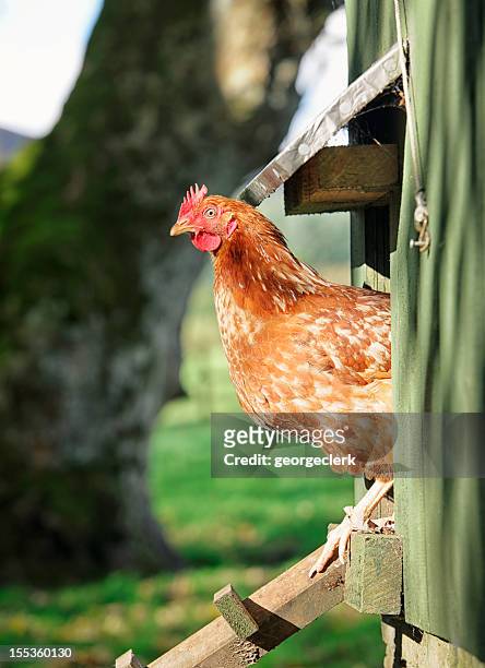 hen peering out of the henhouse - animal welfare chicken stock pictures, royalty-free photos & images