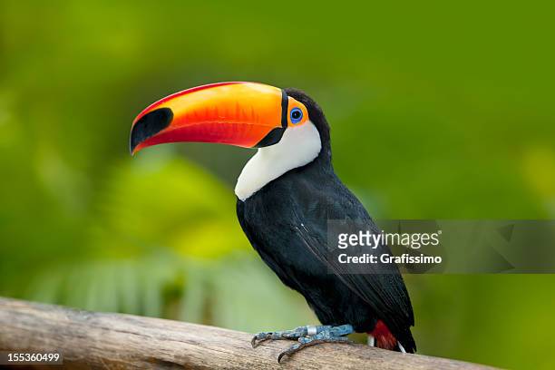 verde selva tropical con tucán toco - parrot fotografías e imágenes de stock