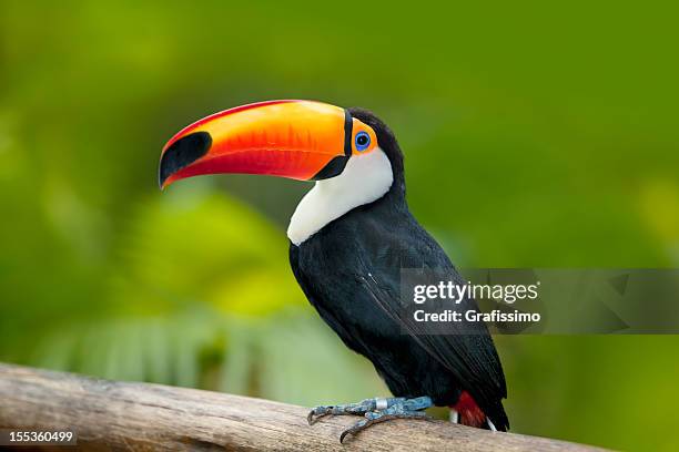 vert forêt tropicale humide et toucan toco - foret amazonienne photos et images de collection