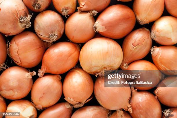 onions background - onion family stock pictures, royalty-free photos & images