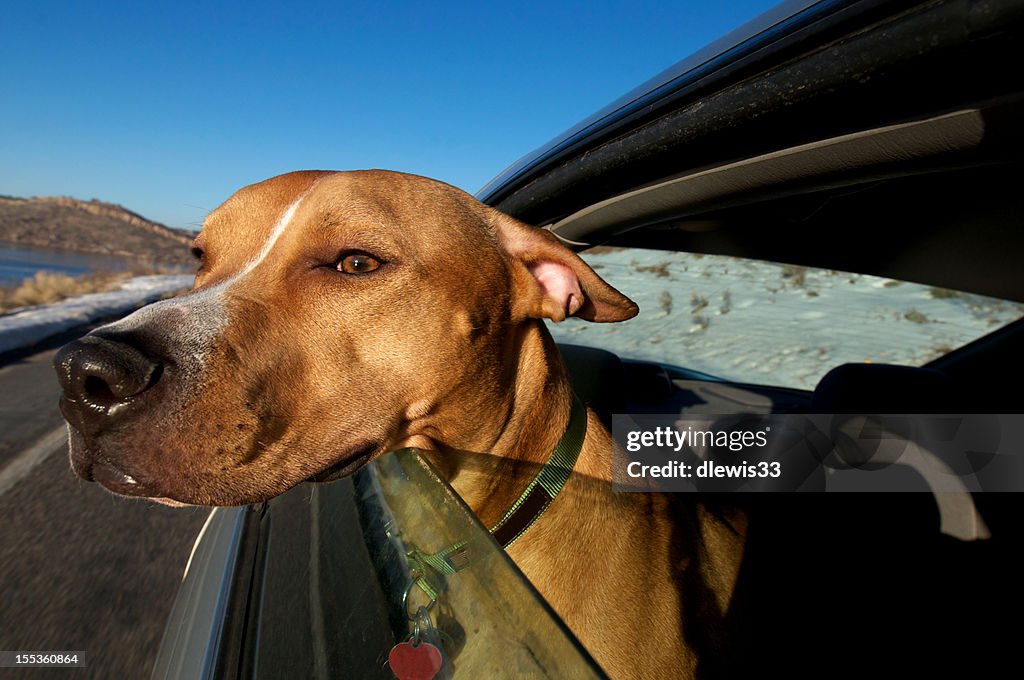 Hund mit seinem Kopf auf ein Auto Fenster