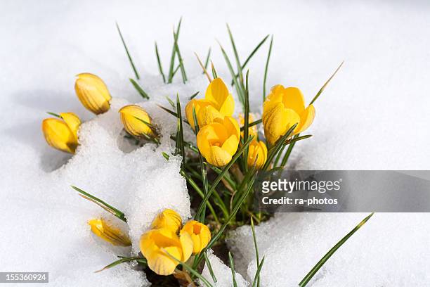 spring time - snow on grass stock pictures, royalty-free photos & images