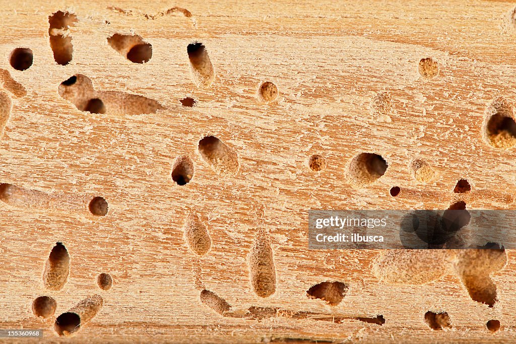 Termite hole close up