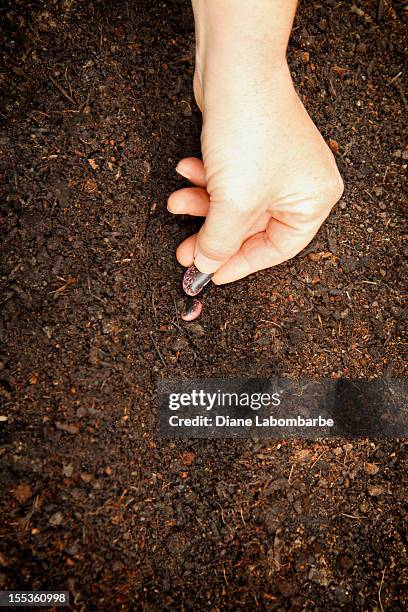 woman planting bean seeds - runner beans stock pictures, royalty-free photos & images