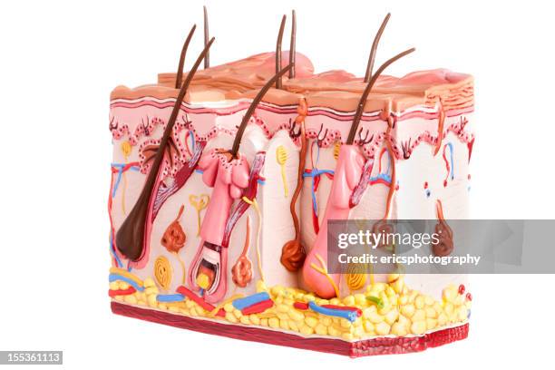 human skin and hair model - anatomie stockfoto's en -beelden