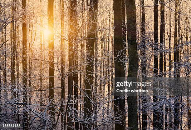 winter sunrise through trees with snow - gatlinburg stock pictures, royalty-free photos & images