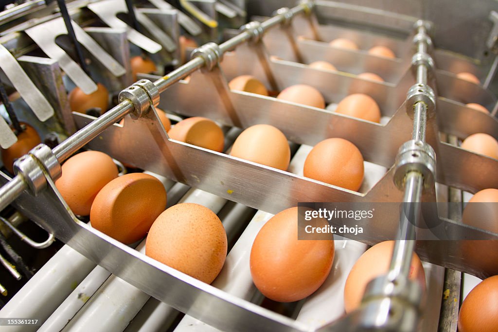 Egg factory...production line with fresh eggs