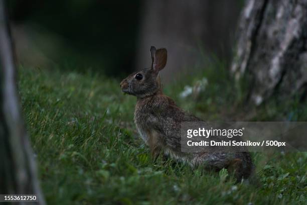 close-up of cottontail on field - cottontail stockfoto's en -beelden