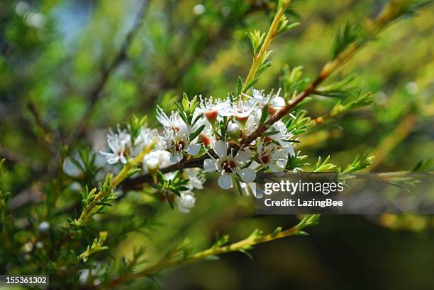 kanuka (kunzea ericoides) teebaum - teebaumöl stock-fotos und bilder
