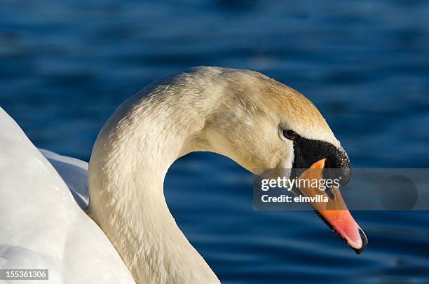 elegance of a mute swan - mute swan stock pictures, royalty-free photos & images