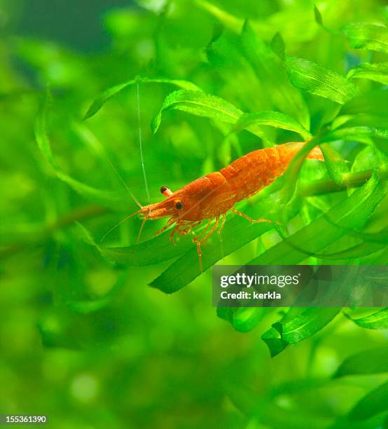 camarão em cerejeira vermelha waterweed anão - gamba marisco - fotografias e filmes do acervo