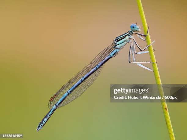 close-up of damselfly on leaf - damselfly stockfoto's en -beelden